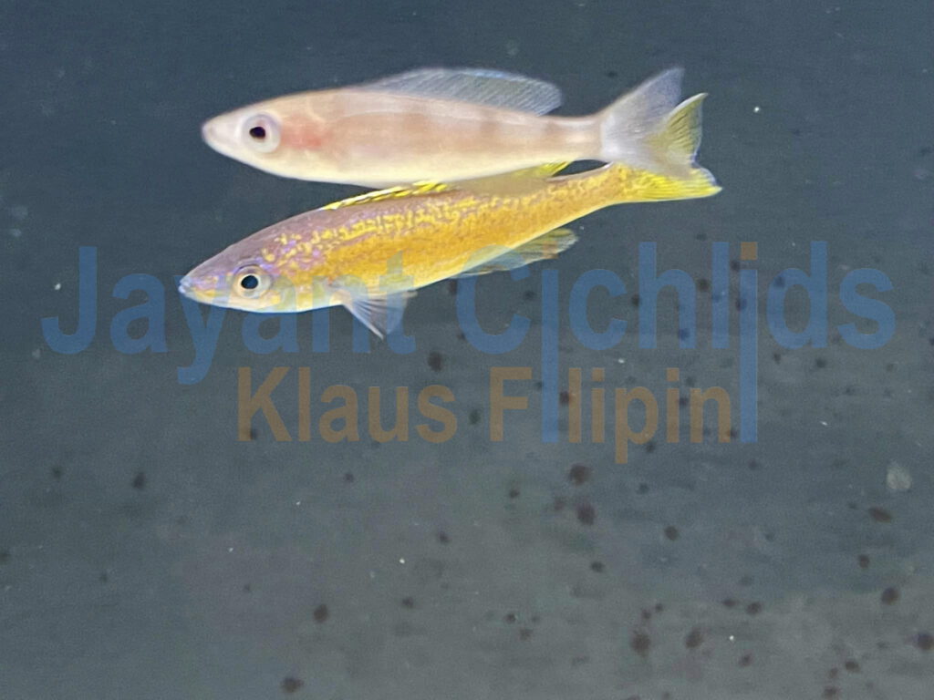 jayant cichlids Cyprichromis Microlepidotus Bemba yellow 01
