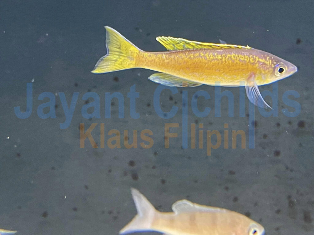 jayant cichlids Cyprichromis Microlepidotus Bemba yellow 06