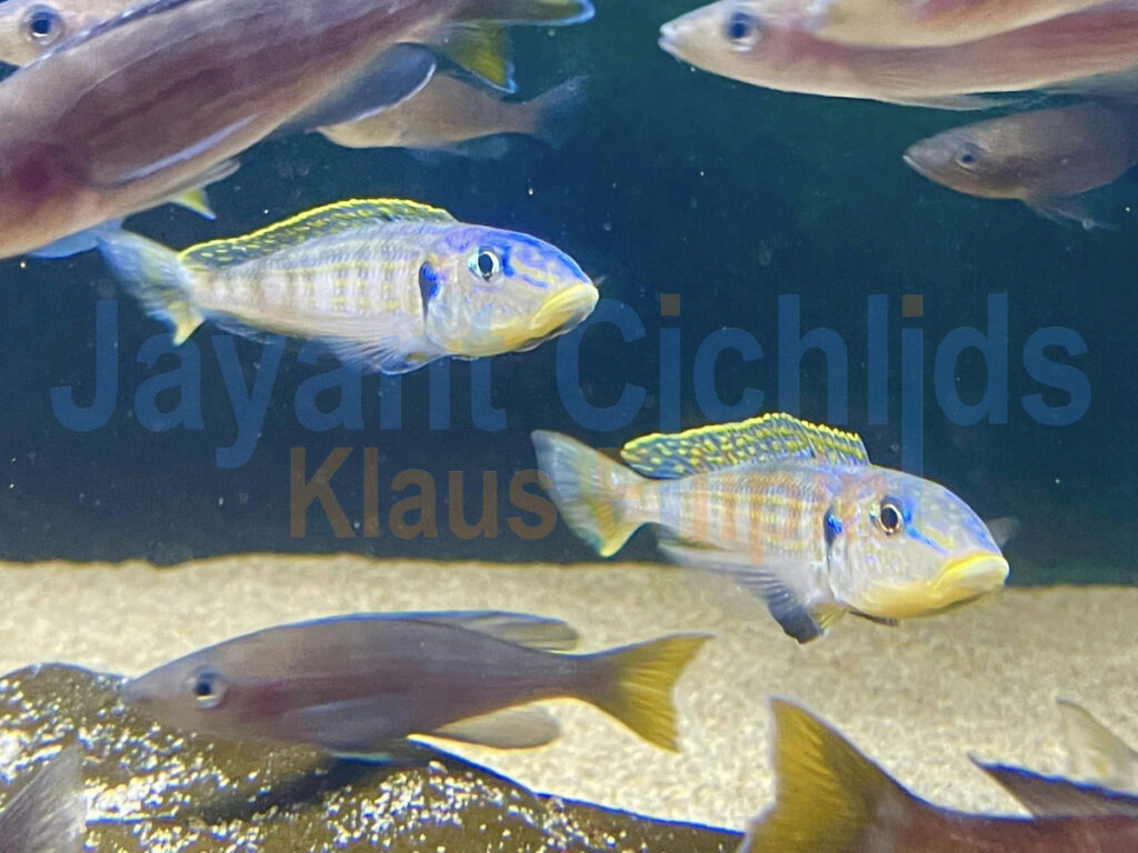jayant cichlids Enantiopus melanogenys Kilesa wf 02
