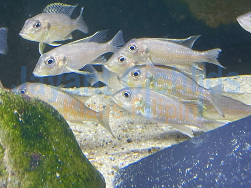 jayant cichlids Gnathochromis permaxilaris 01