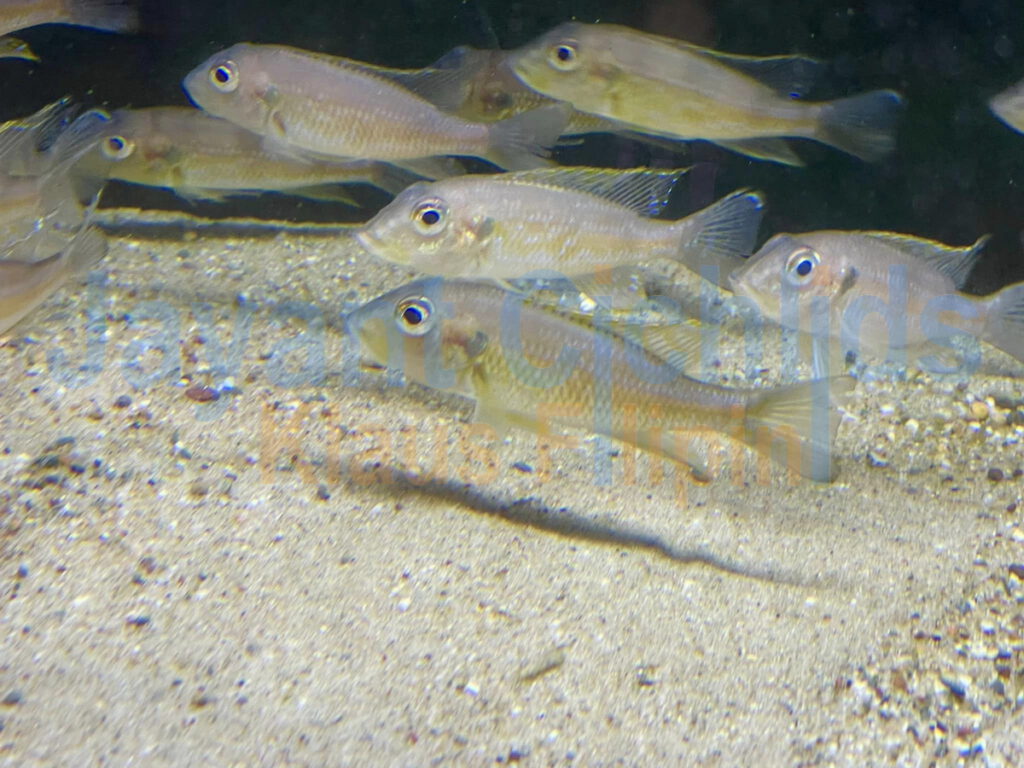 jayant cichlids Gnathochromis permaxilaris 02