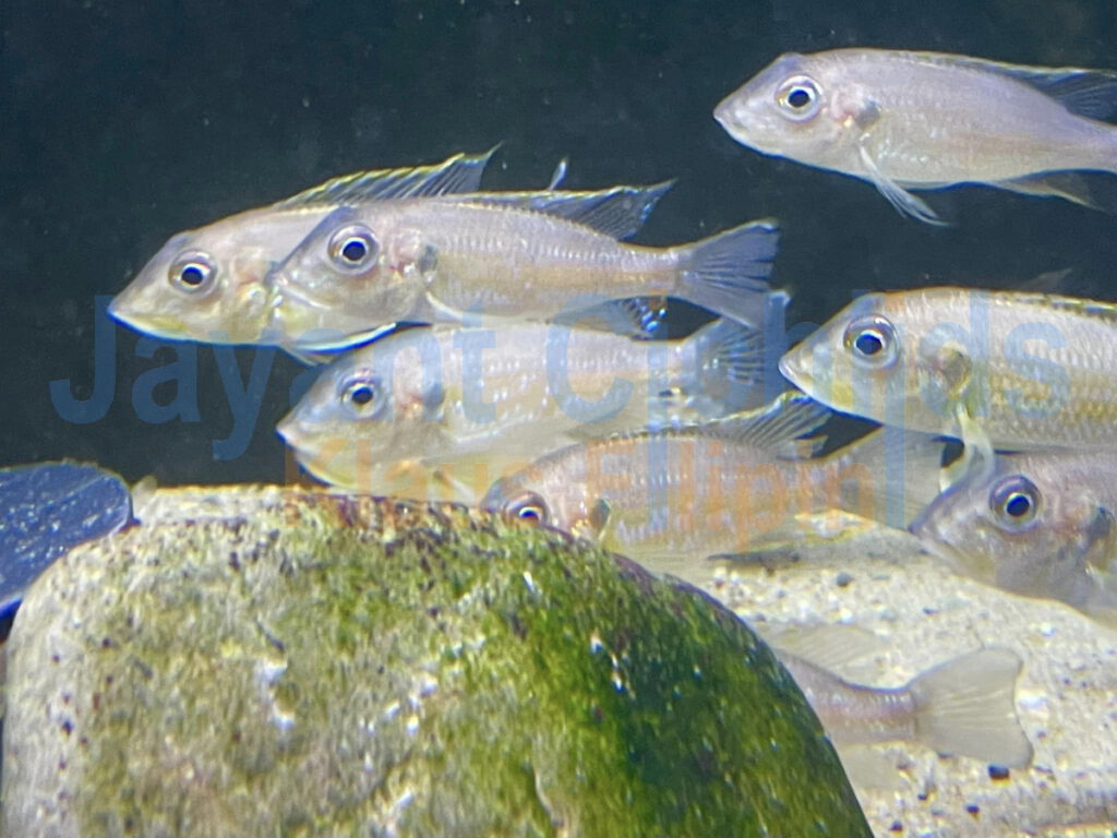 jayant cichlids Gnathochromis permaxilaris 03