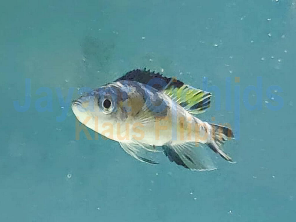 jayant cichlids Paracyprichromis Brieni milima ob 01