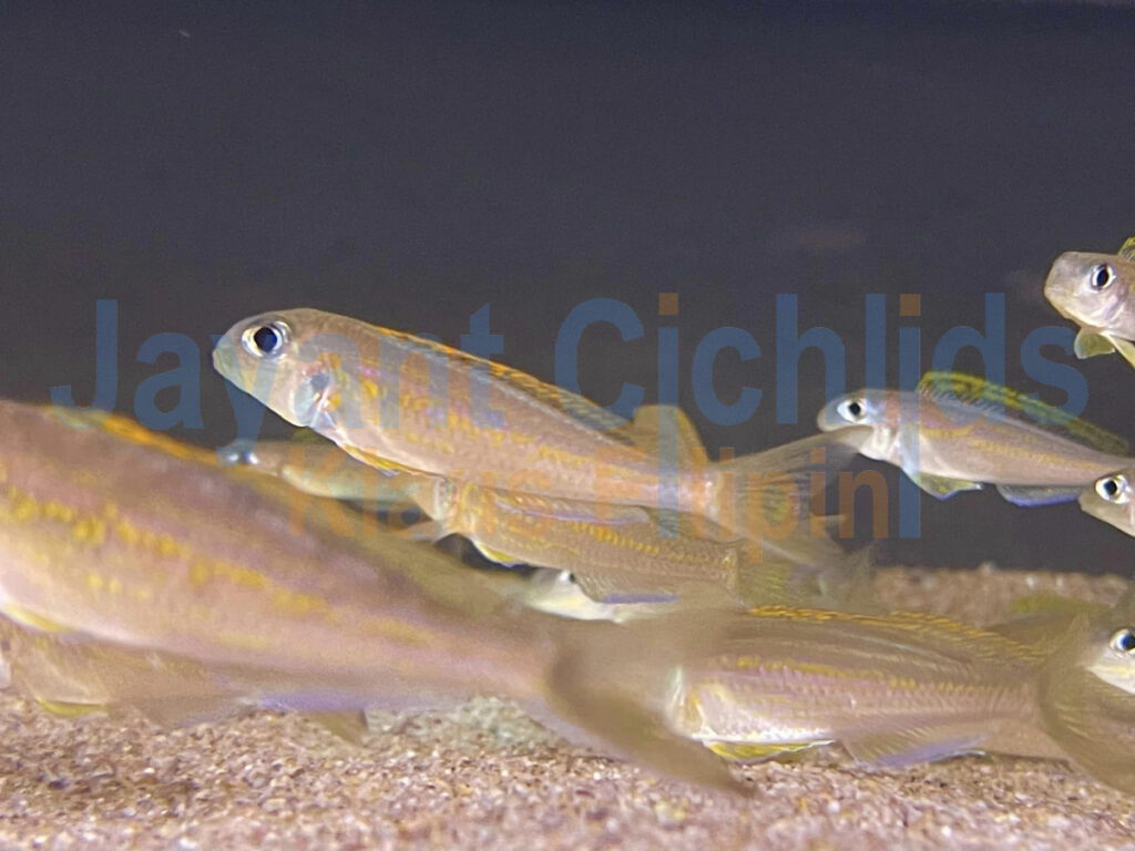 jayant cichlids Xenotilapia flavipinnis kabogo 02