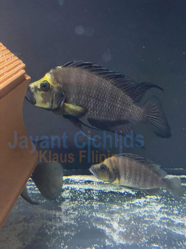 jayant cichlids klaus filipini Altolamprologus compressiceps Gold Head wf 01