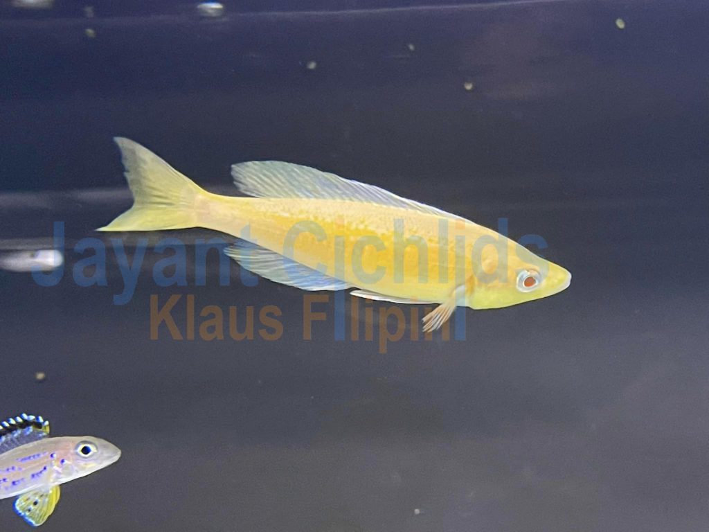 jayant cichlids klaus filipini Cyprichromis Microlepidotus kasai albino 01