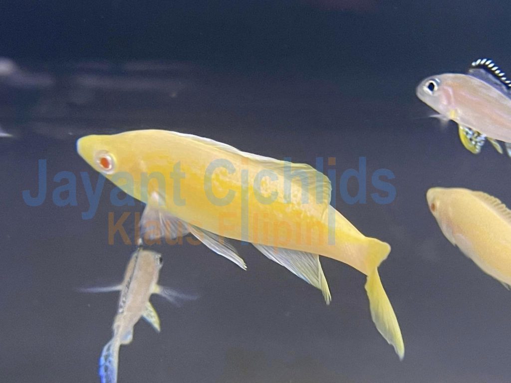 jayant cichlids klaus filipini Cyprichromis Microlepidotus kasai albino 02