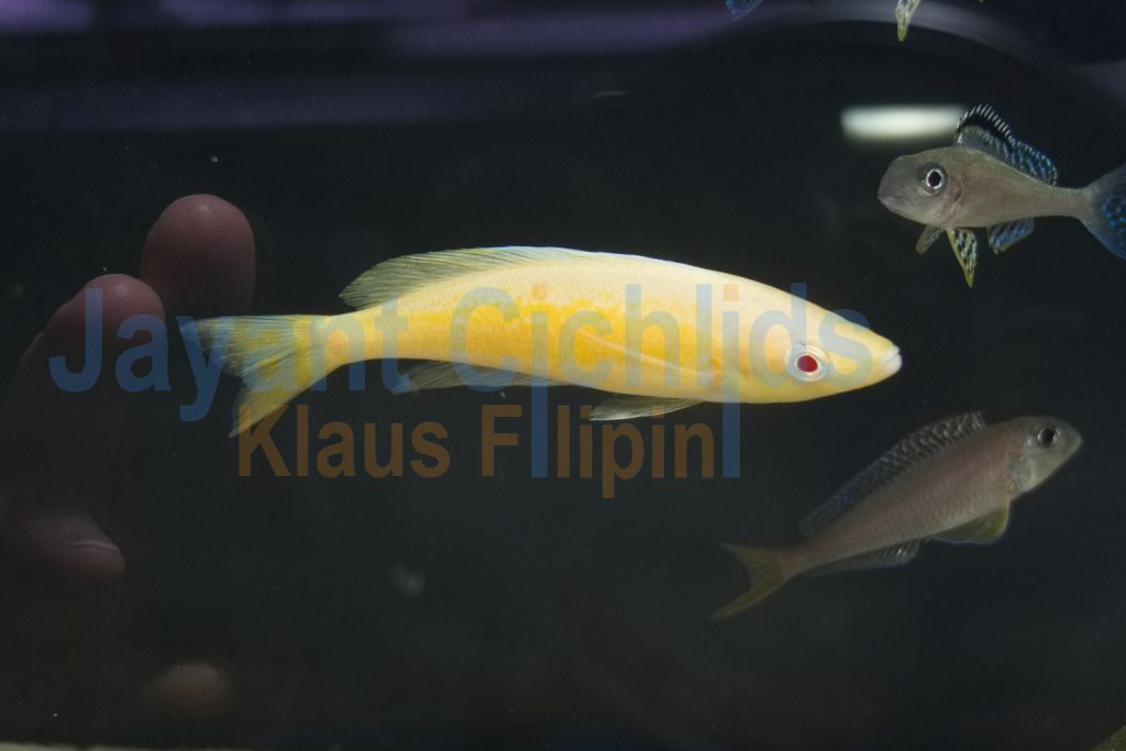 jayant cichlids klaus filipini Cyprichromis Microlepidotus kasai albino 04