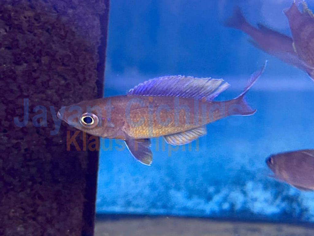 jayant cichlids klaus filipini Cyprichromis leptosoma blue flash Mvuna 02 1
