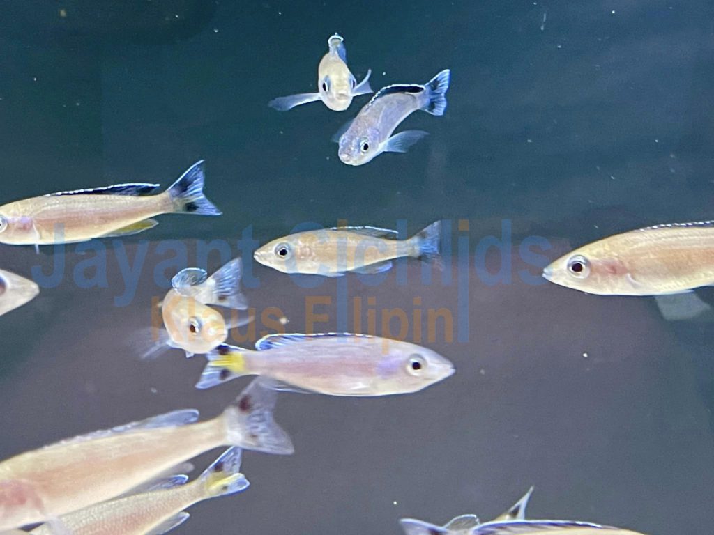 jayant cichlids klaus filipini Cyprichromis leptosoma kitumba 01