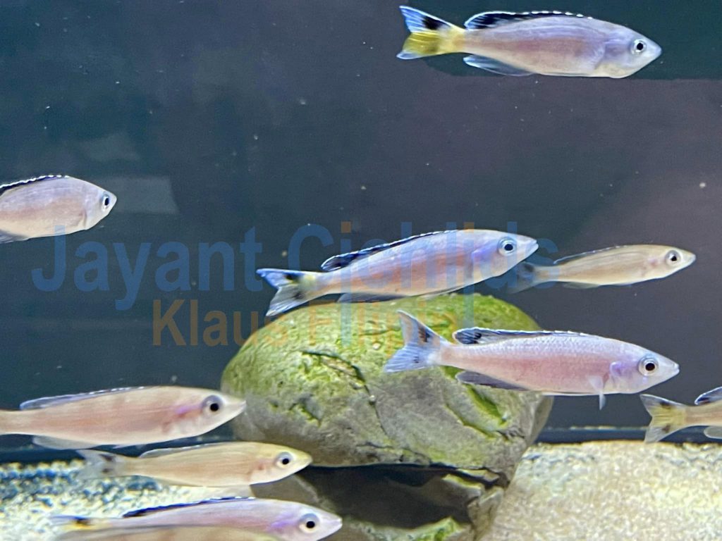 jayant cichlids klaus filipini Cyprichromis leptosoma kitumba 03