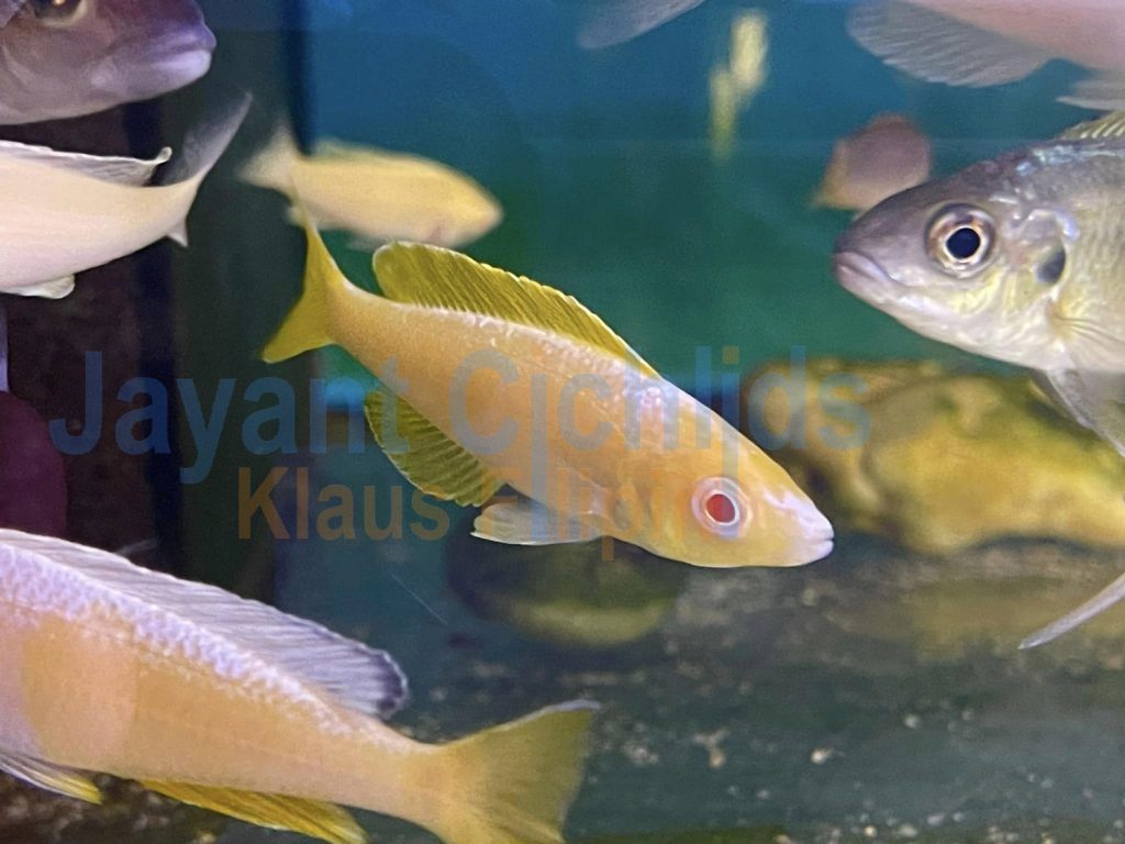 jayant cichlids klaus filipini Cyprichromis leptosoma kitumba albino 02