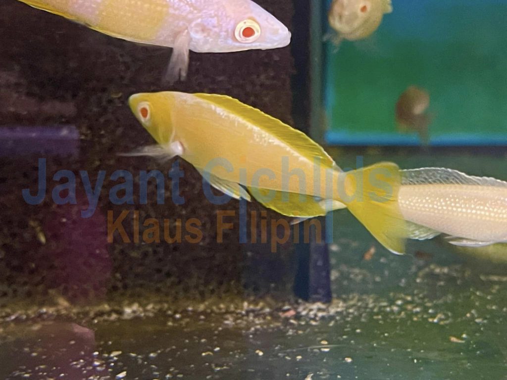 jayant cichlids klaus filipini Cyprichromis leptosoma kitumba albino 04
