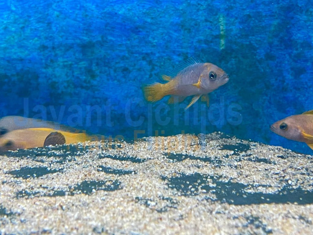 jayant cichlids klaus filipini Neolamprologus leleupi yellow with blue 06