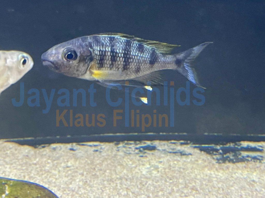 jayant cichlids klaus filipini Opthalmotilapia Nasuta resha 02