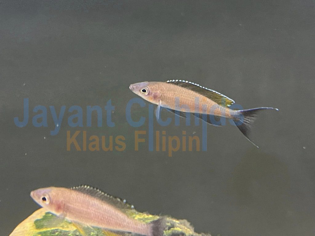 jayant cichlids klaus filipini Paracyprichromis Brieni Congo 01