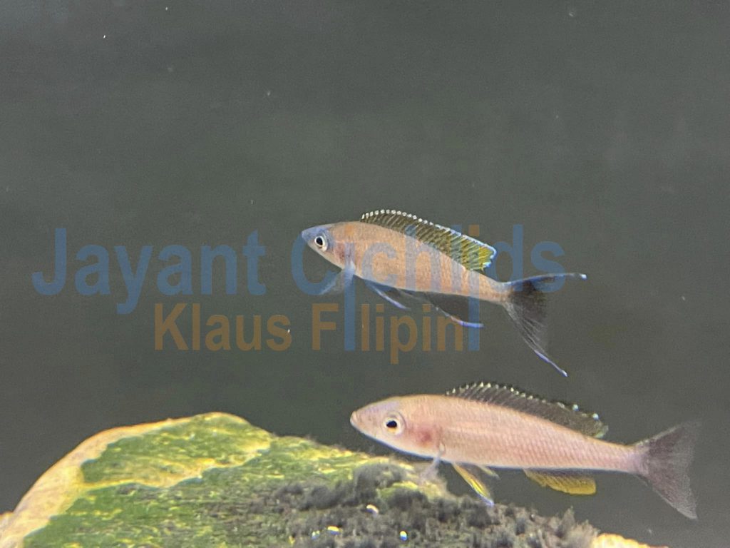 jayant cichlids klaus filipini Paracyprichromis Brieni Congo 03