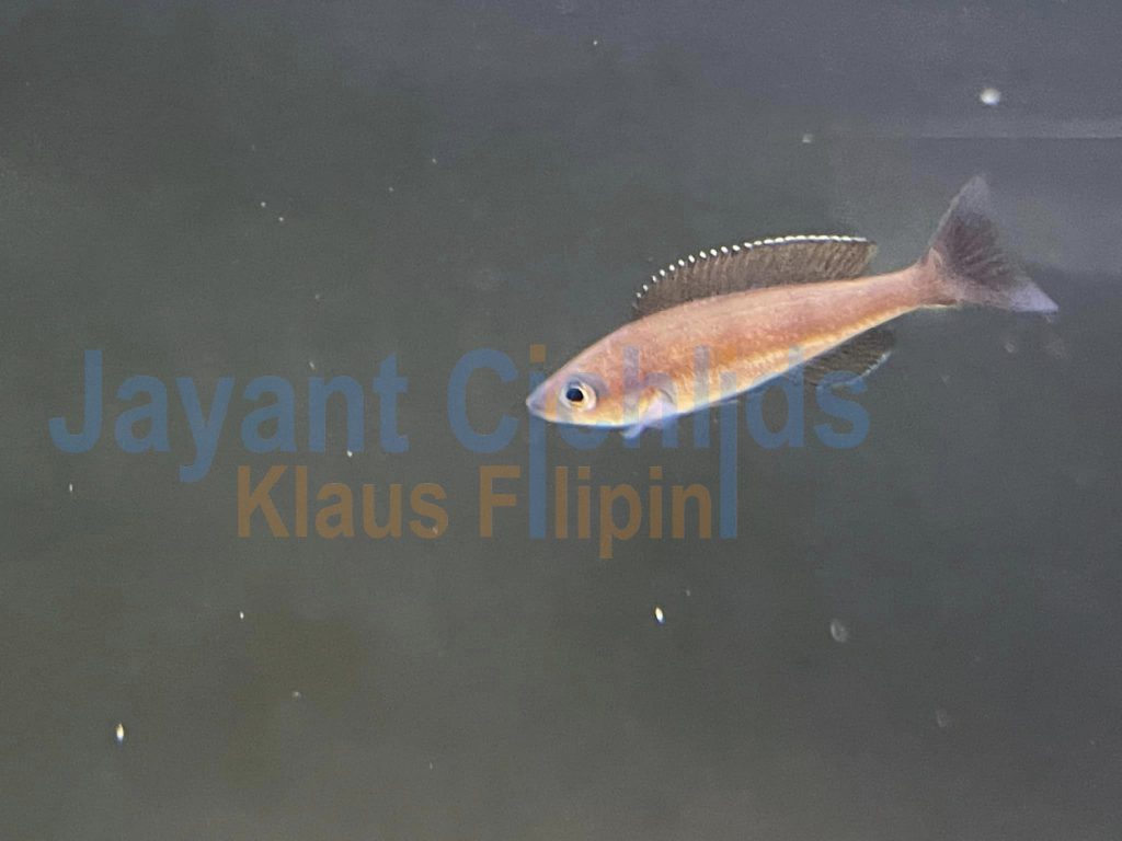jayant cichlids klaus filipini Paracyprichromis Brieni Congo 04