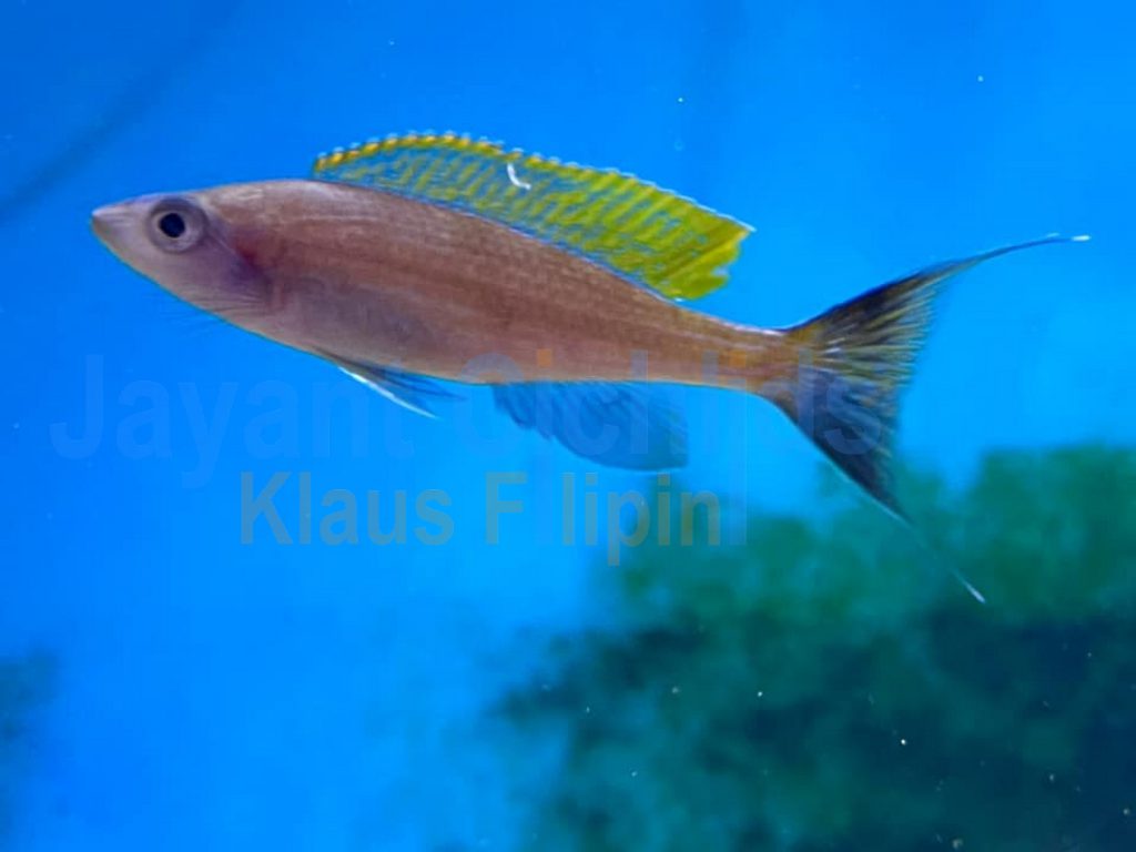 jayant cichlids klaus filipini Paracyprichromis brieni Bilila 01