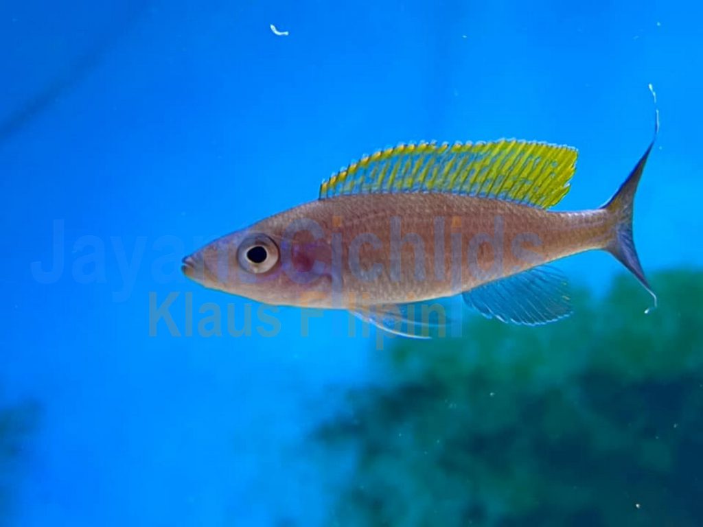 jayant cichlids klaus filipini Paracyprichromis brieni Bilila 04