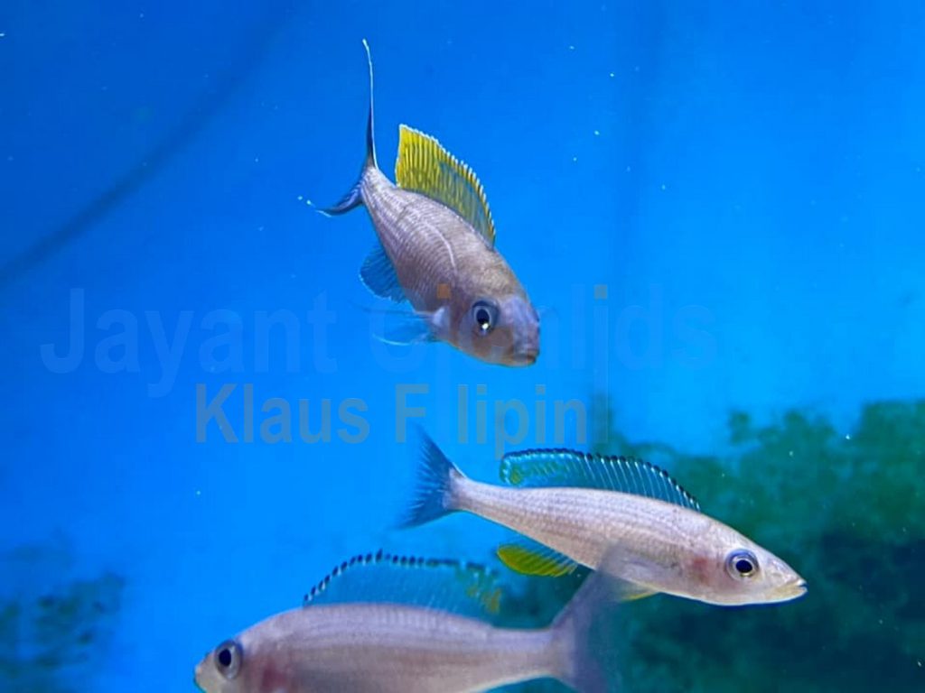 jayant cichlids klaus filipini Paracyprichromis brieni Bilila 06