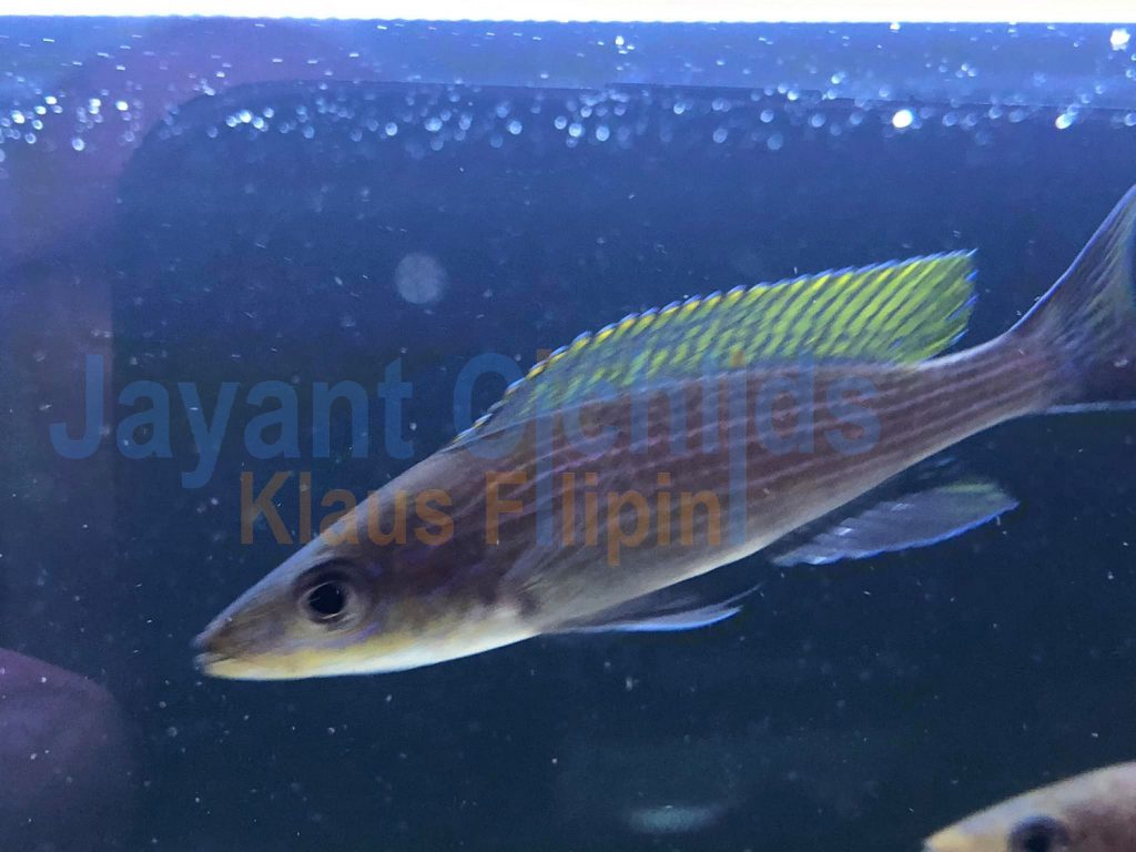 jayant cichlids klaus filipini Paracyprichromis brieni milima 02