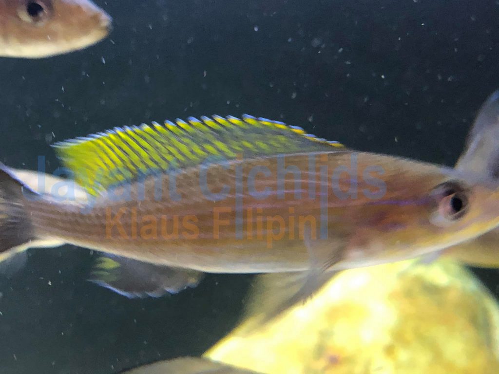 jayant cichlids klaus filipini Paracyprichromis brieni milima 03