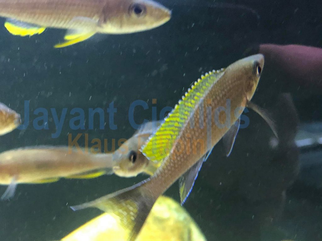 jayant cichlids klaus filipini Paracyprichromis brieni milima 04