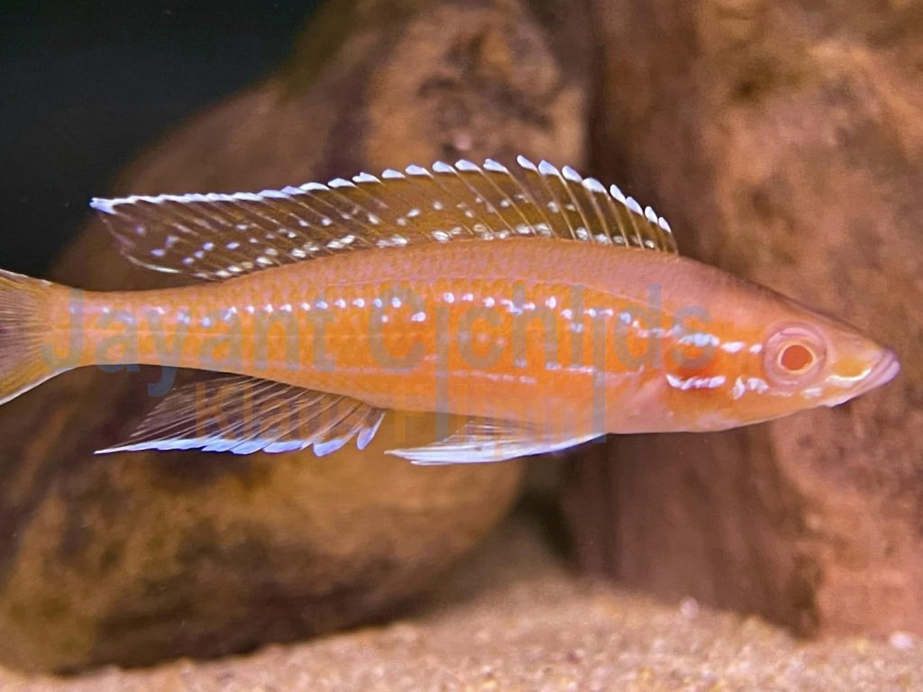 jayant cichlids klaus filipini Paracyprichromis nigripinnis Albino 06