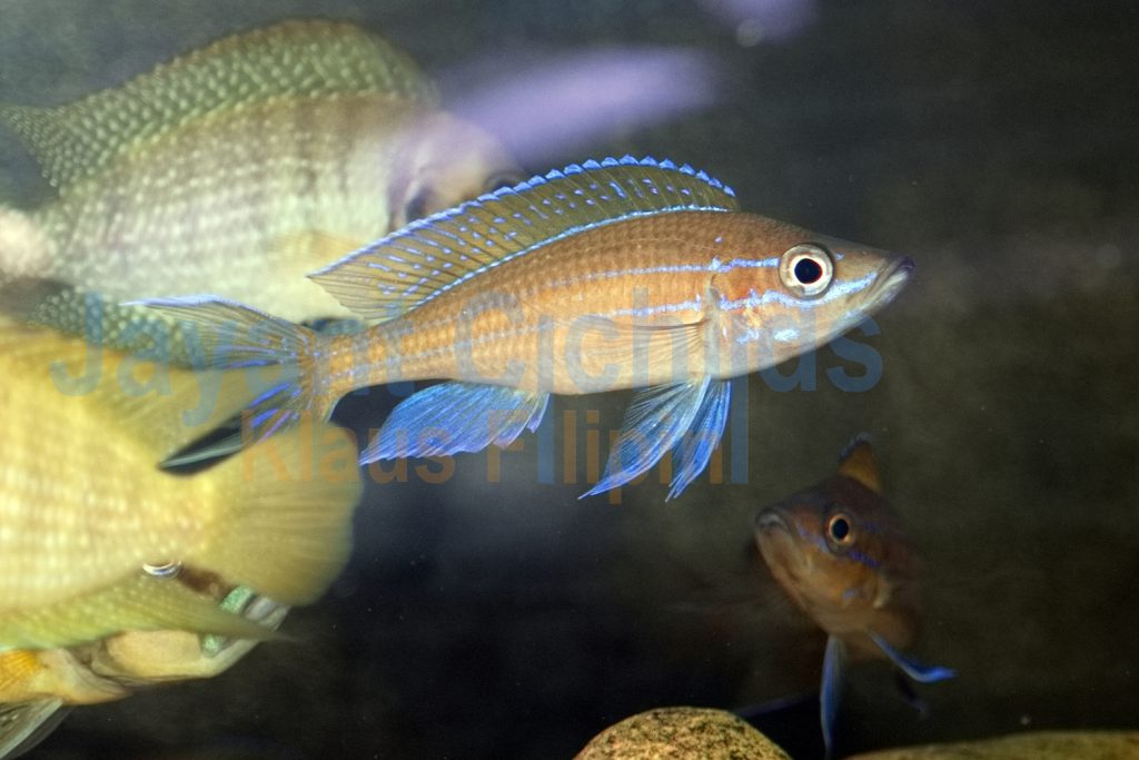 jayant cichlids klaus filipini Paracyprichromis nigripinnis blue neon chituta WF 07
