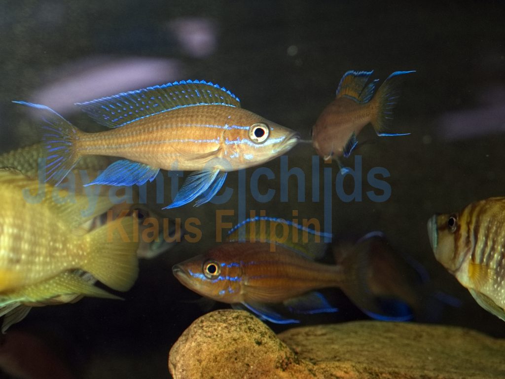 jayant cichlids klaus filipini Paracyprichromis nigripinnis blue neon chituta WF 08