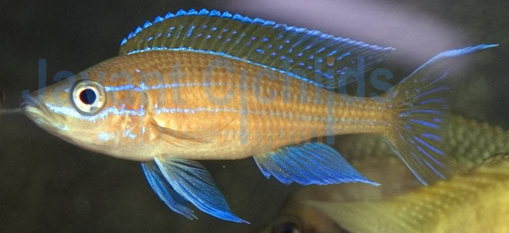 jayant cichlids klaus filipini Paracyprichromis nigripinnis blue neon chituta WF 09