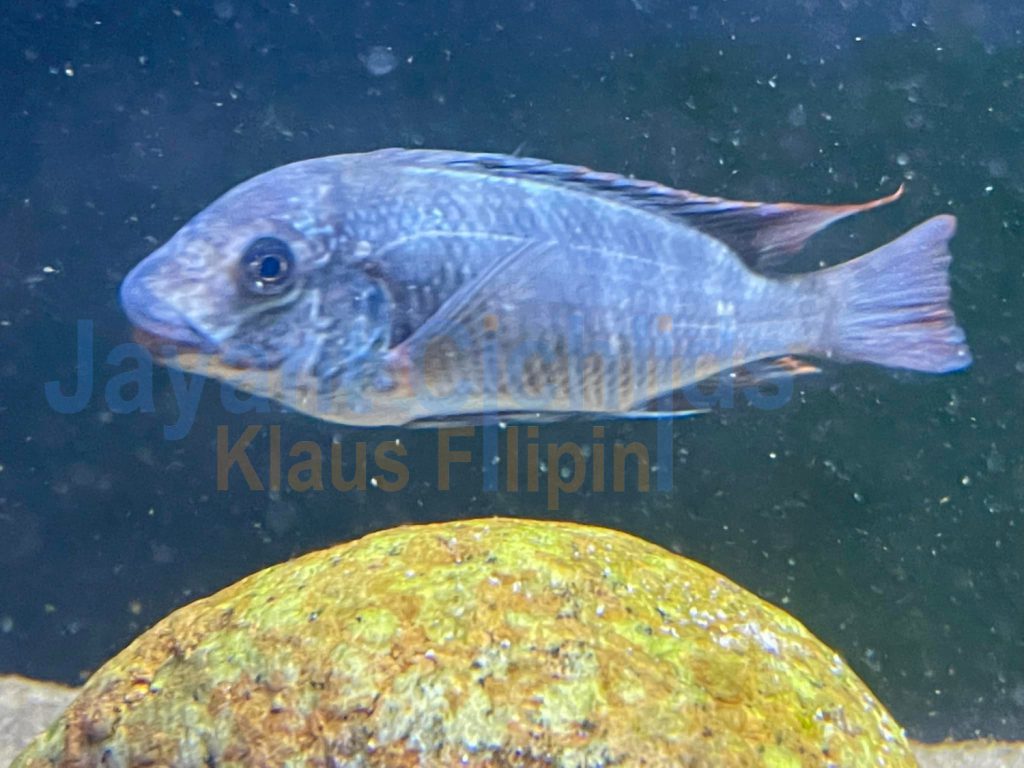 jayant cichlids klaus filipini Petrochromis ubwari WF 04