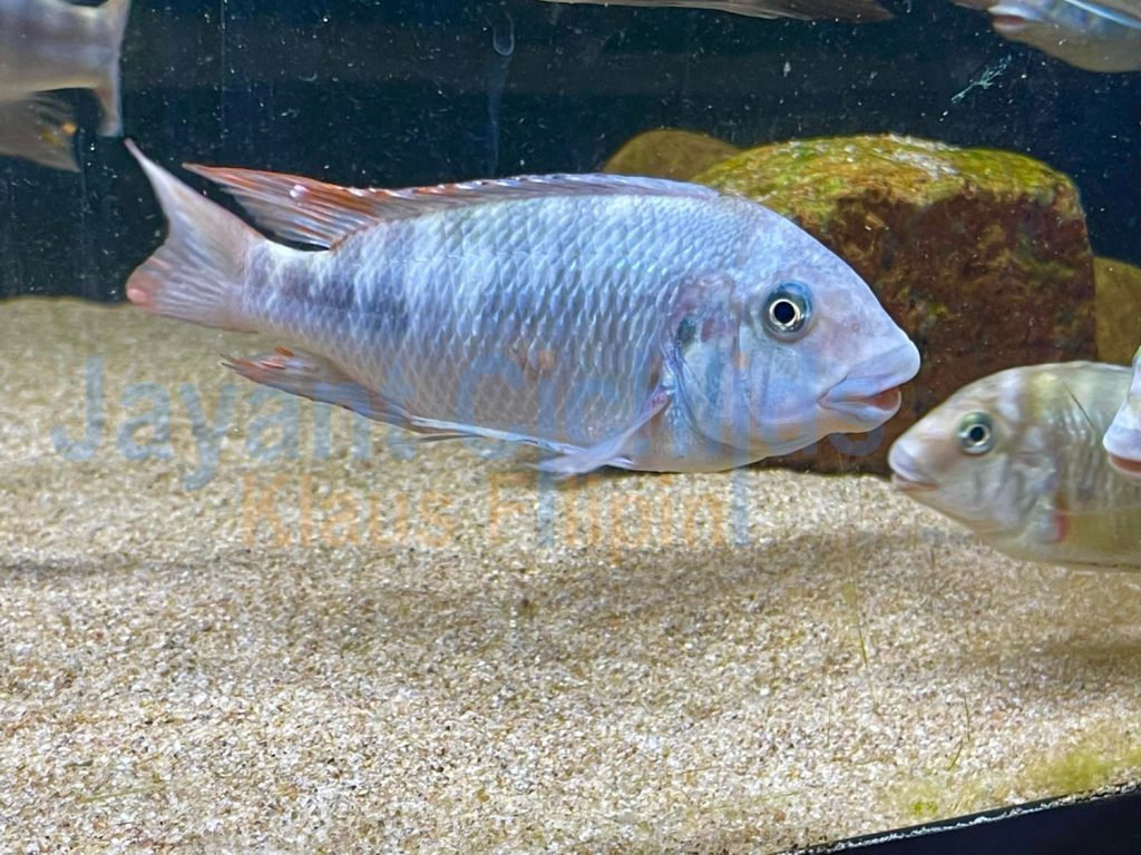 jayant cichlids klaus filipini Petrochromis ubwari WF 05