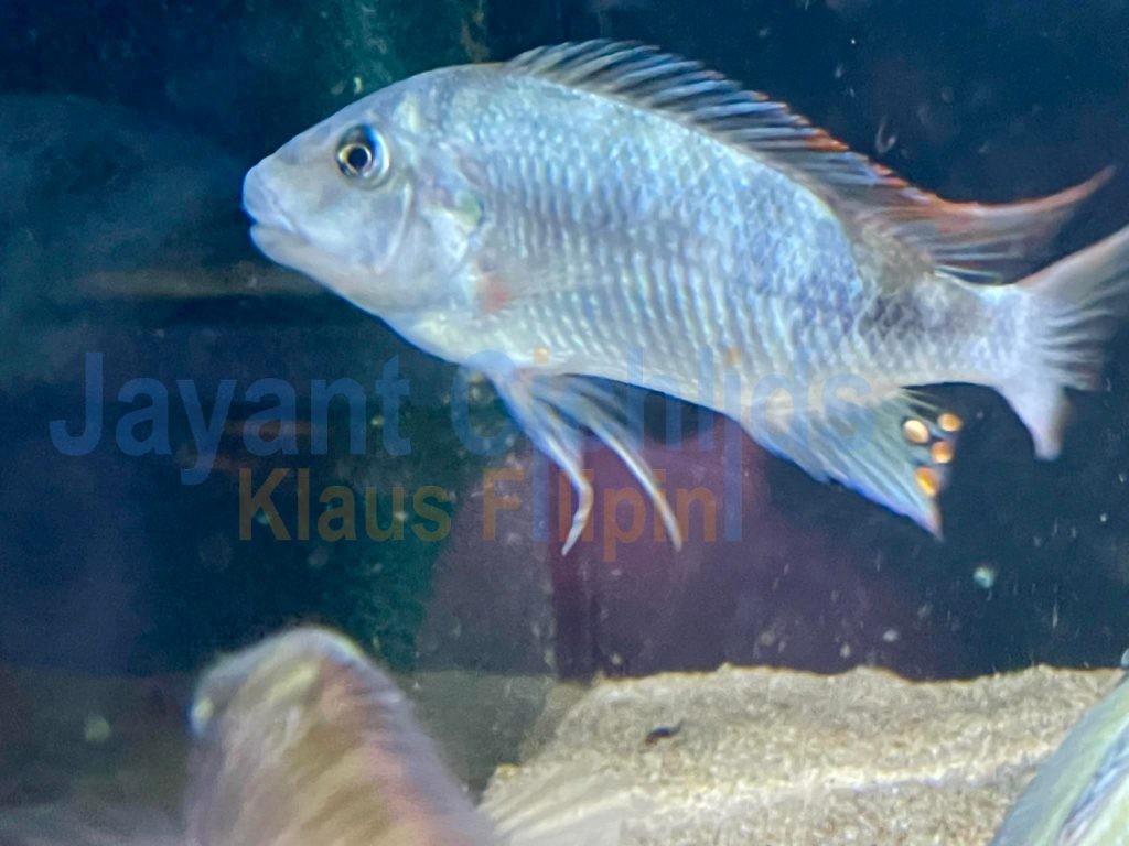 jayant cichlids klaus filipini Petrochromis ubwari WF 07