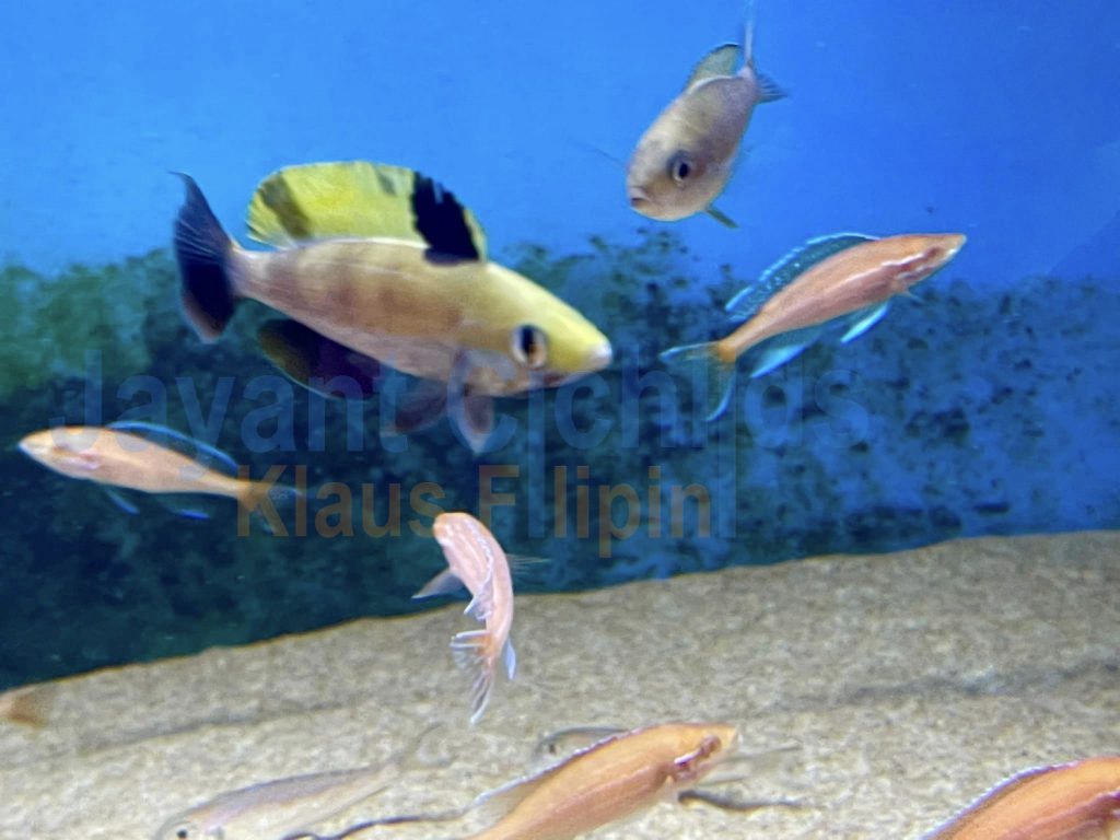 jayant cichlids klaus filipini cyprichromis microlepidotus muguruka 01