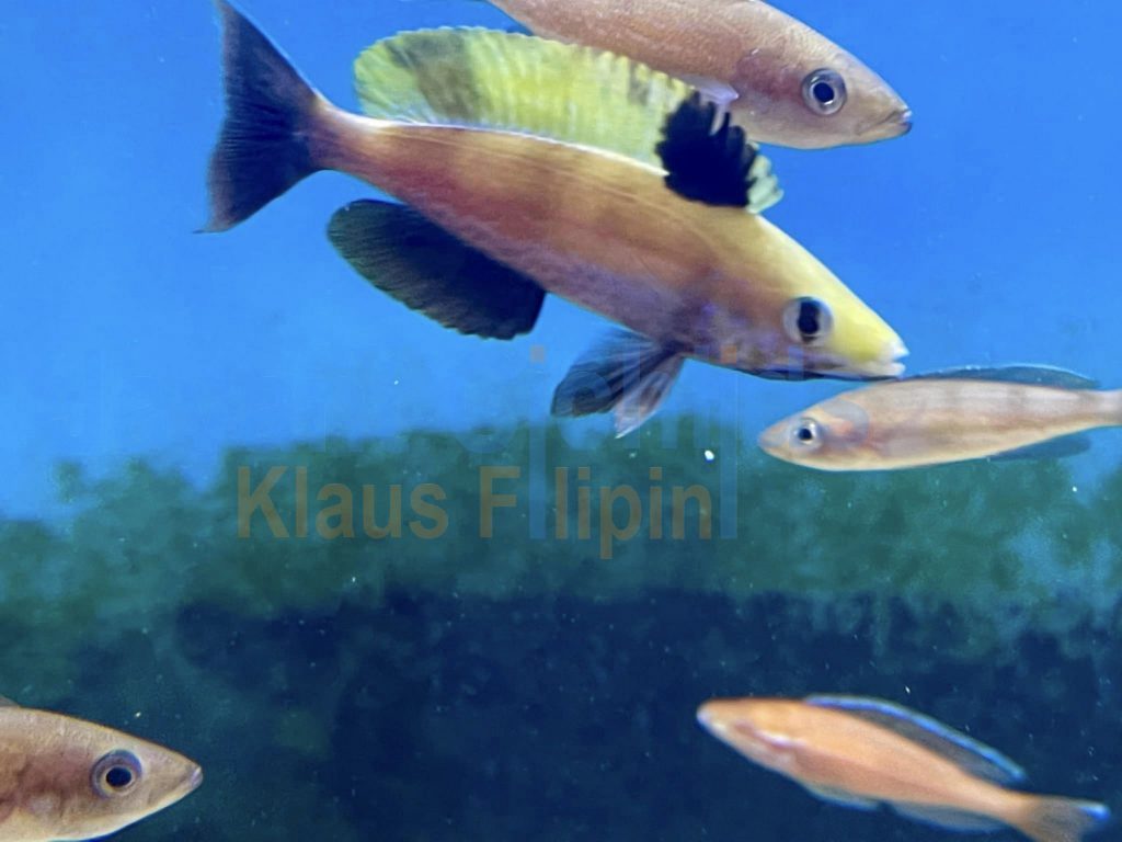 jayant cichlids klaus filipini cyprichromis microlepidotus muguruka 02