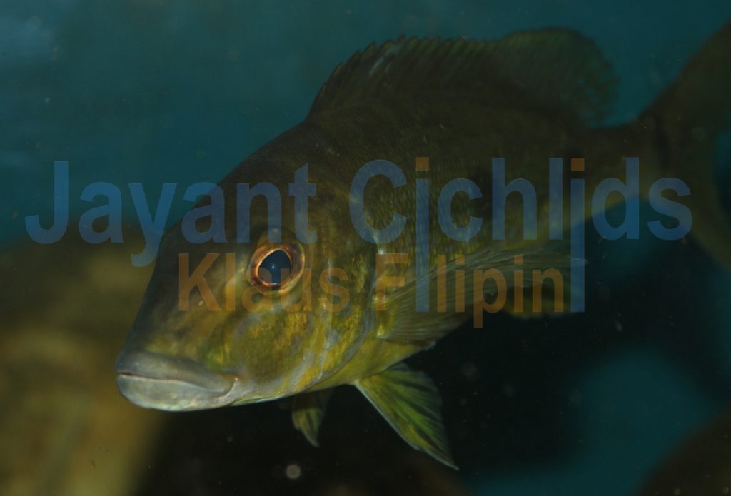 jayant cichlids klaus filipini tanganjika buntbarsch cichlide Boulengerochromis microlepis 001