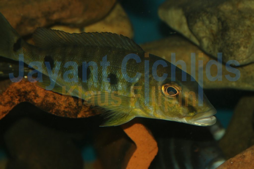 jayant cichlids klaus filipini tanganjika buntbarsch cichlide Boulengerochromis microlepis 002