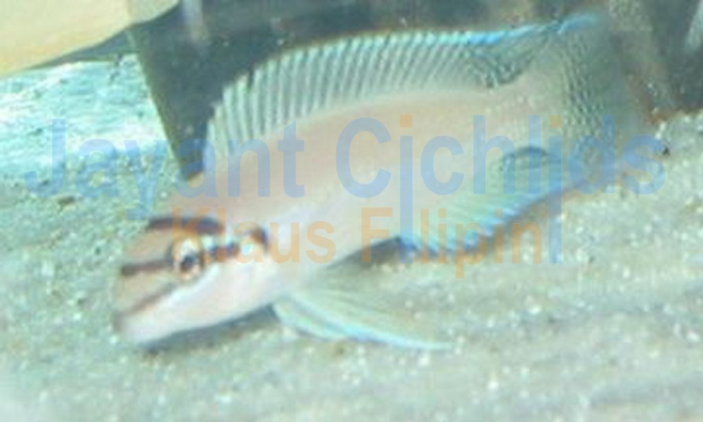 jayant cichlids klaus filipini tanganjika buntbarsch cichlide Chalinochromis brichardi 001