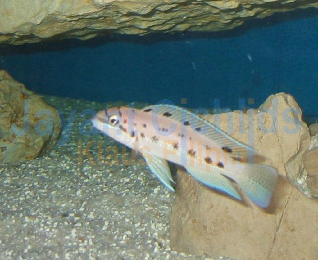 jayant cichlids klaus filipini tanganjika buntbarsch cichlide Chalinochromis sp. Ndobhoi 001