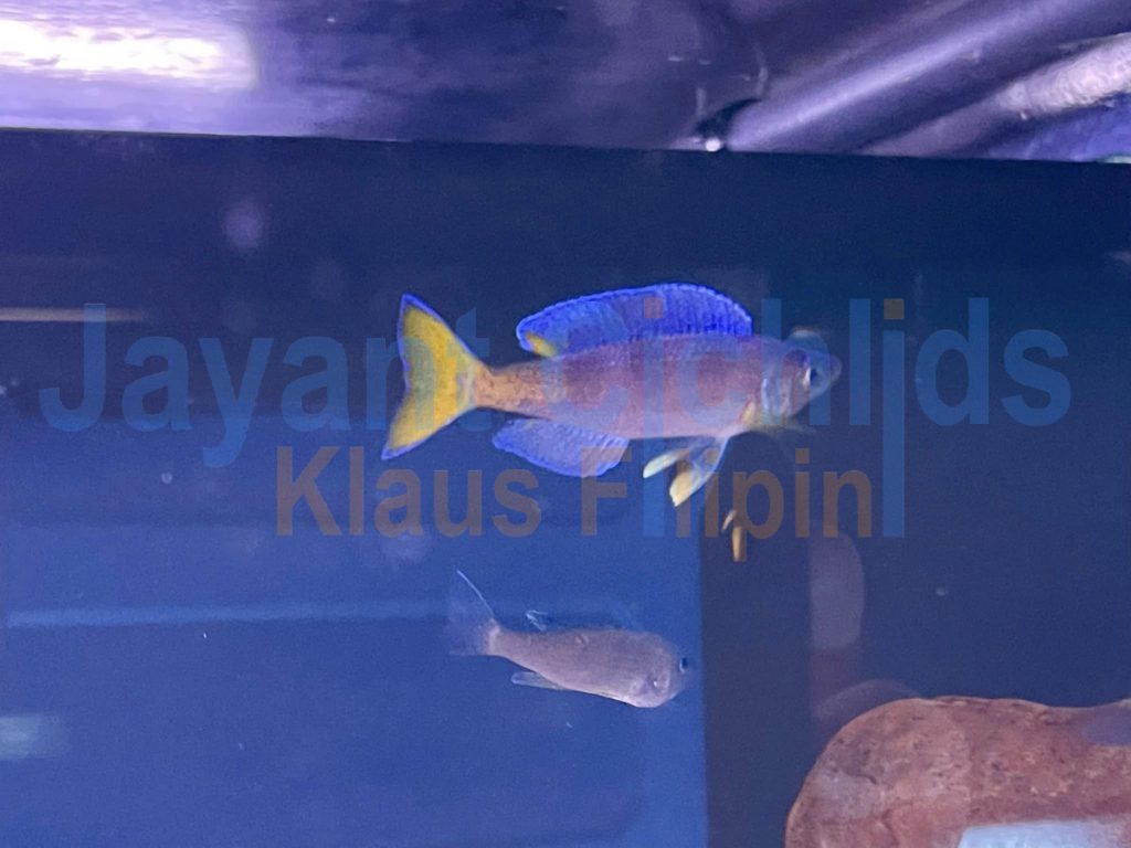 jayant cichlids klaus filipini tanganjika buntbarsch cichlide Cyprichromis leptosoma Blue Flash Mvuna 006