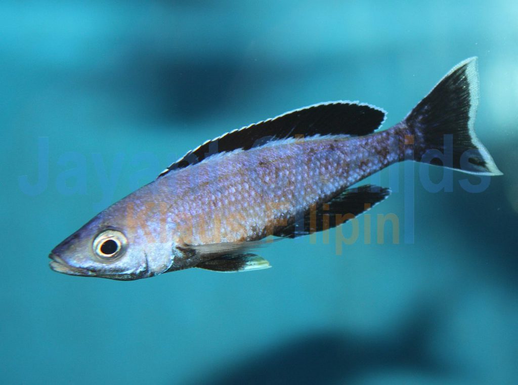 jayant cichlids klaus filipini tanganjika buntbarsch cichlide Cyprichromis leptosoma speckleback Moba 025