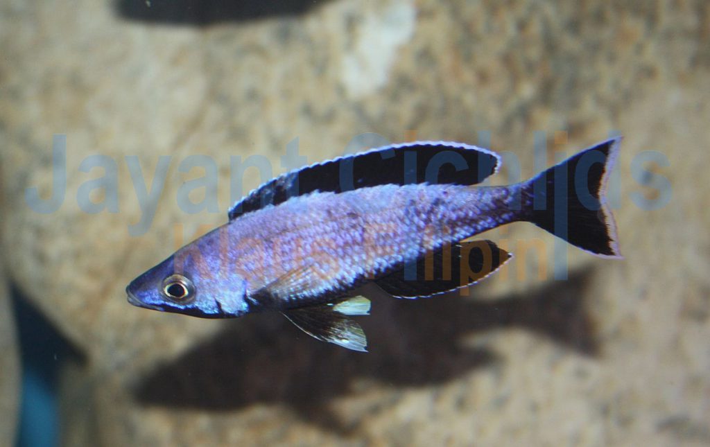 jayant cichlids klaus filipini tanganjika buntbarsch cichlide Cyprichromis leptosoma speckleback Moba 030