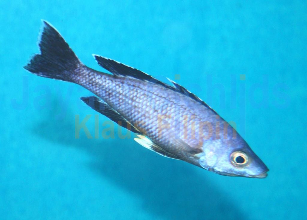 jayant cichlids klaus filipini tanganjika buntbarsch cichlide Cyprichromis leptosoma speckleback Moba 032