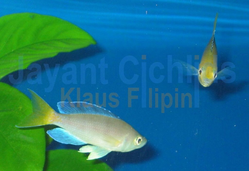 jayant cichlids klaus filipini tanganjika buntbarsch cichlide Cyprichromis leptosoma yellow head 002