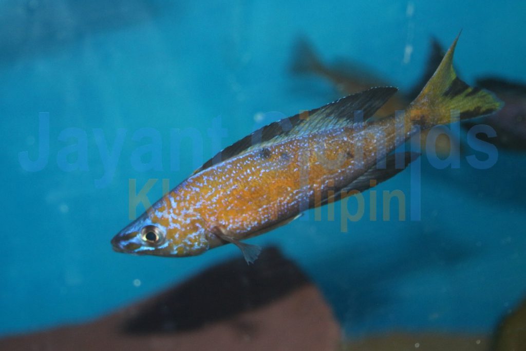 jayant cichlids klaus filipini tanganjika buntbarsch cichlide Cyprichromis microlepidotus Bemba 004