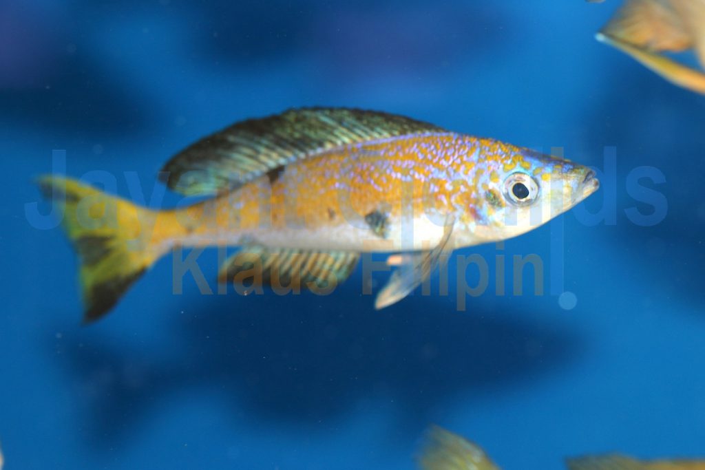 jayant cichlids klaus filipini tanganjika buntbarsch cichlide Cyprichromis microlepidotus Bemba 005