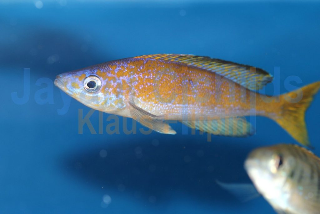 jayant cichlids klaus filipini tanganjika buntbarsch cichlide Cyprichromis microlepidotus Bemba 006