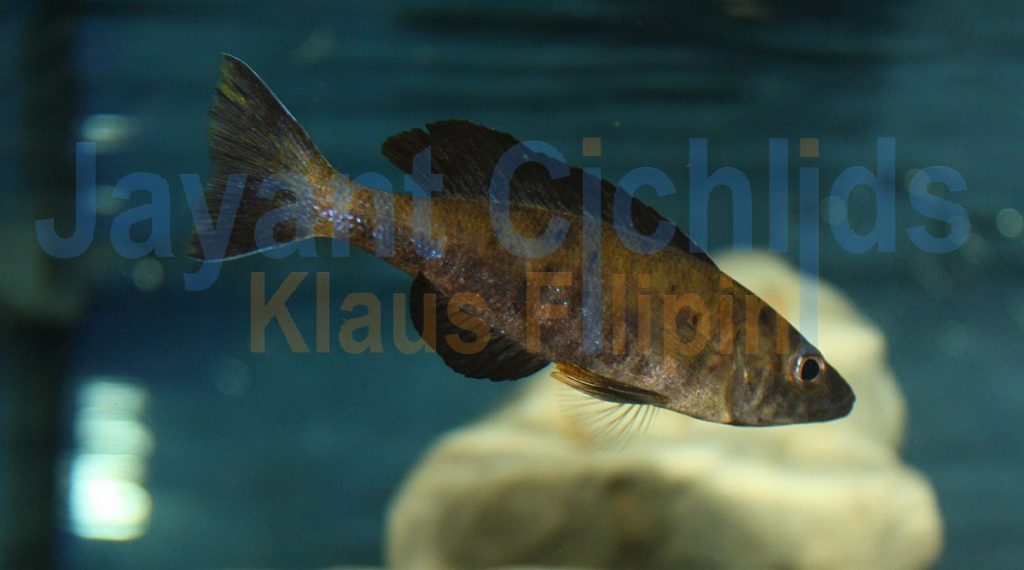 jayant cichlids klaus filipini tanganjika buntbarsch cichlide Cyprichromis microlepidotus Black Kiriza 013